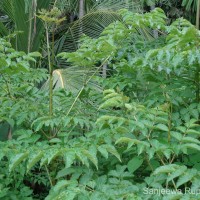 Oroxylum indicum (L.) Kurz